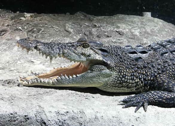 動物図鑑・イリエワニ